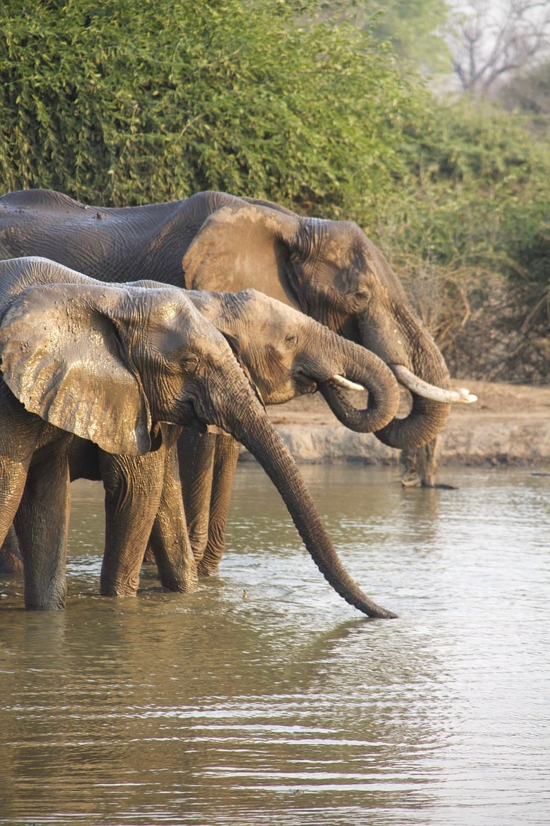 Safari Experience