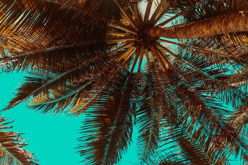 Tropical Beach Destination