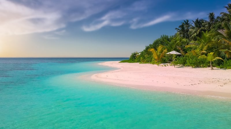 Palm Trees on the Beach